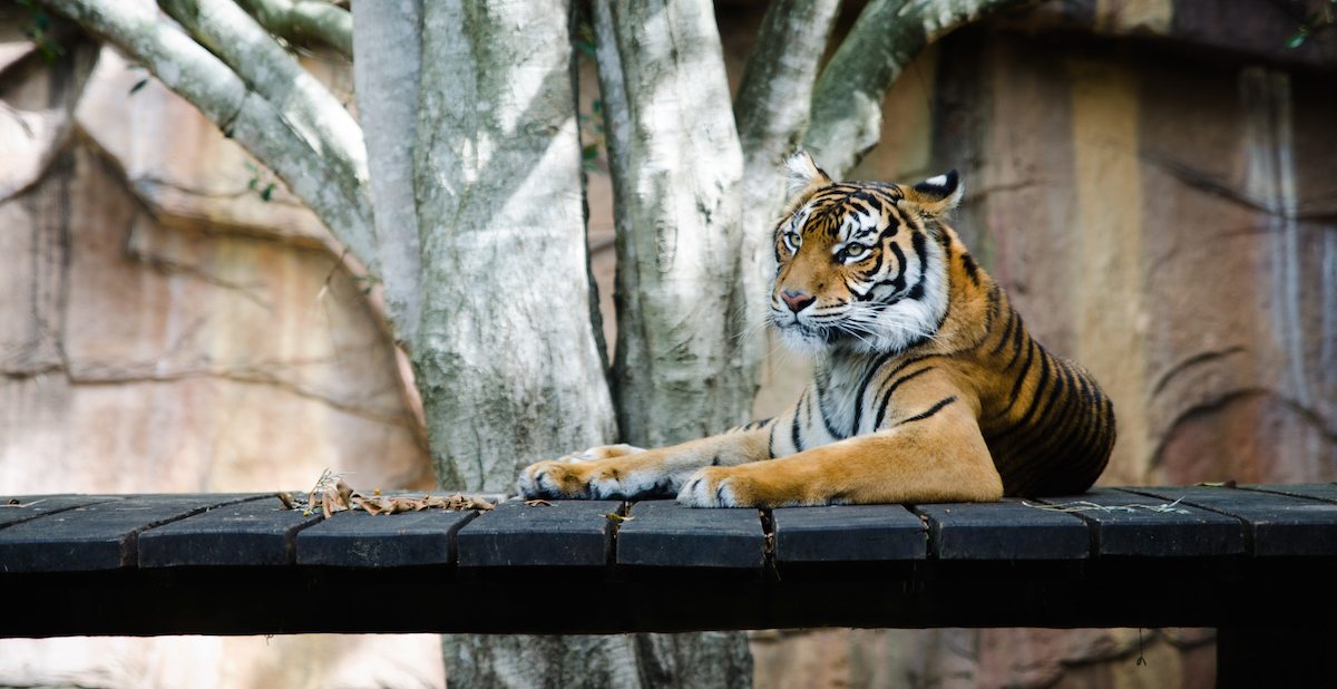 Summer of Sightseeing – Zoos