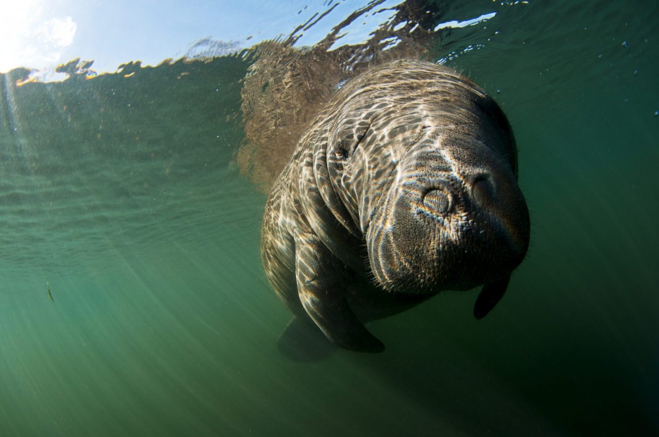 Visiting Manatee Springs State Park