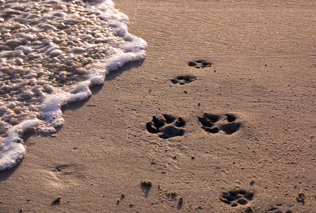 Best Dog Beaches in California