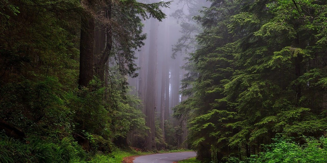 5 National Parks Perfect for Scenic Drives
