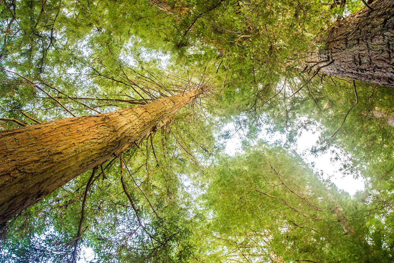Big Basin Redwoods State Park