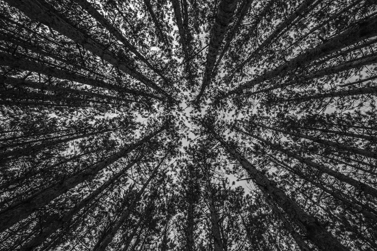 The Tunnel of Trees Scenic Road Trip: M-119