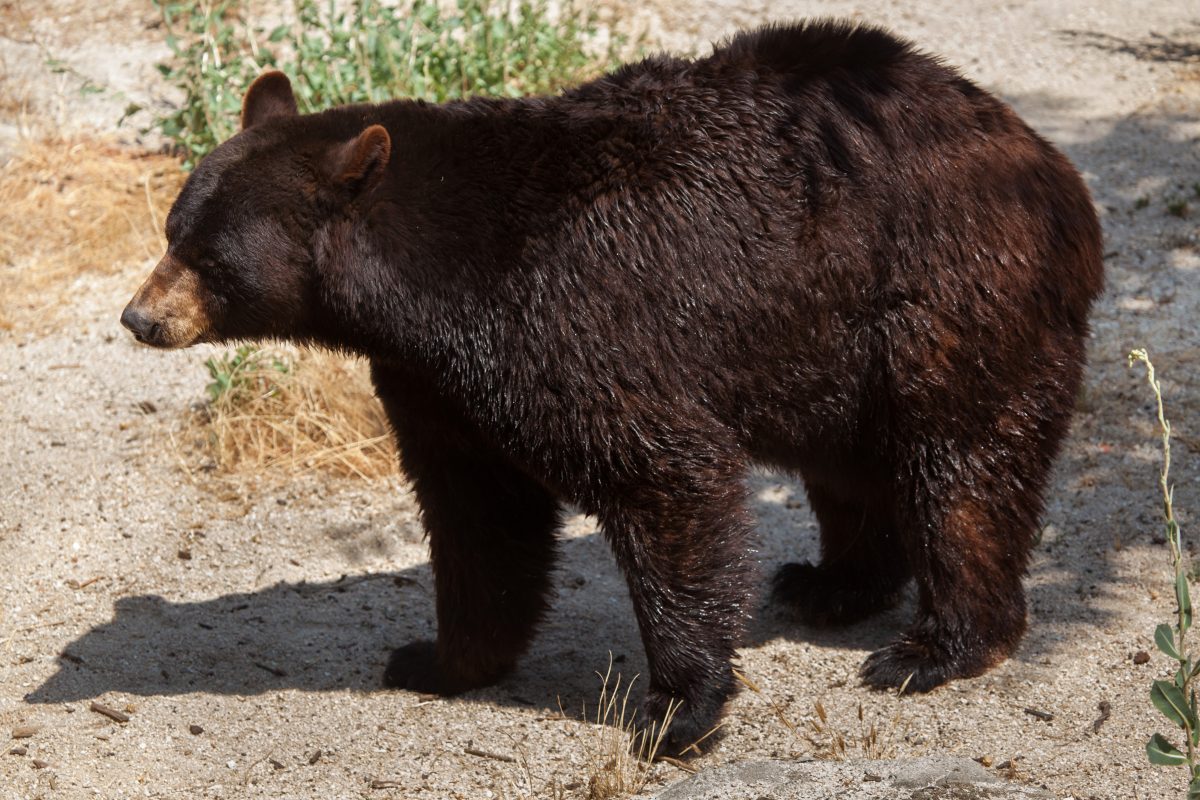 All About Oswald’s Bear Ranch in Newberry, Michigan