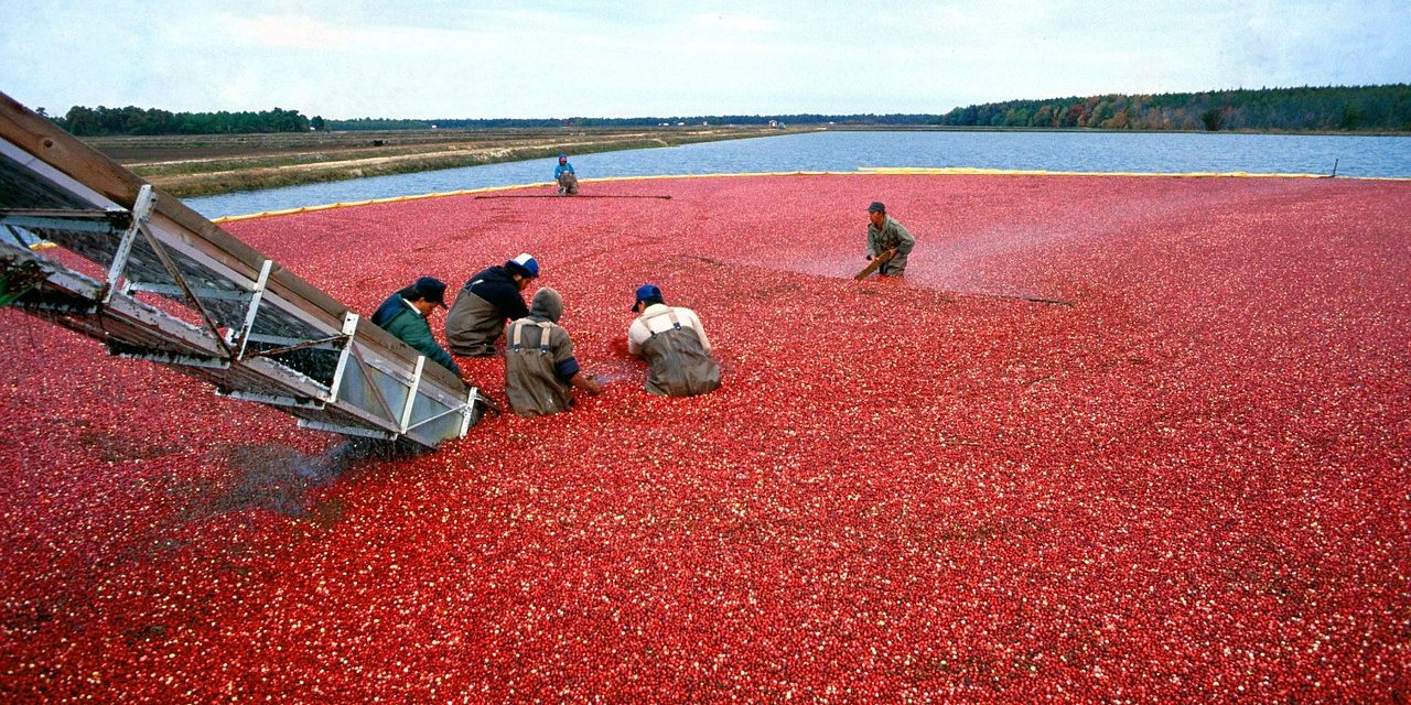 Cranberry Festivals