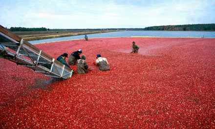 Cranberry Festivals