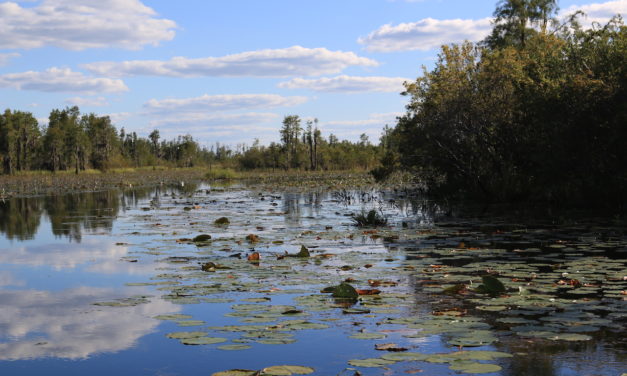 Okefenokee National Wildlife Refuge