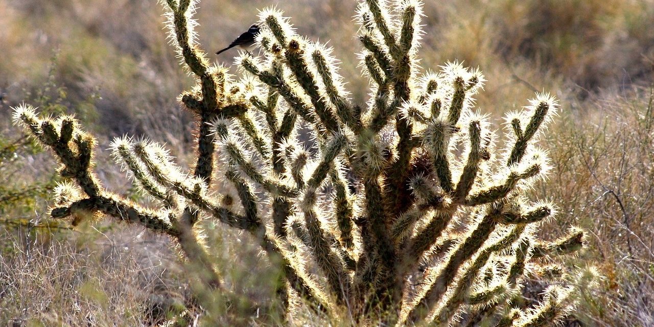 Davis Mountains State Park