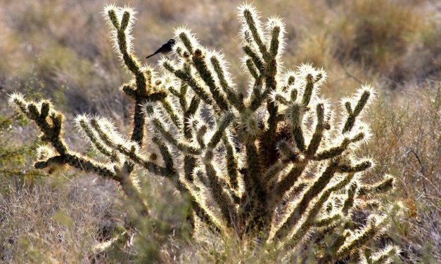 Davis Mountains State Park