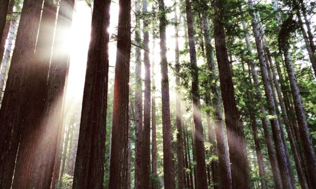 Camping in Redwood National & State Parks