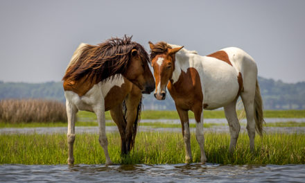 Assateague Island