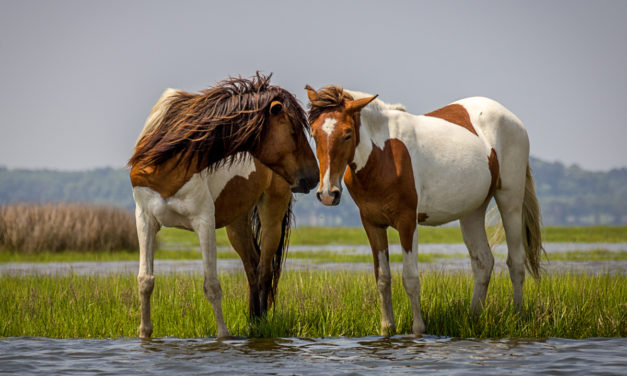 Assateague Island